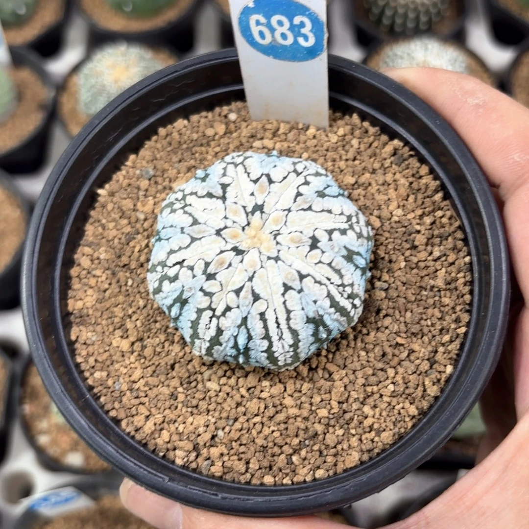 683实生浓白超兜带盆带土