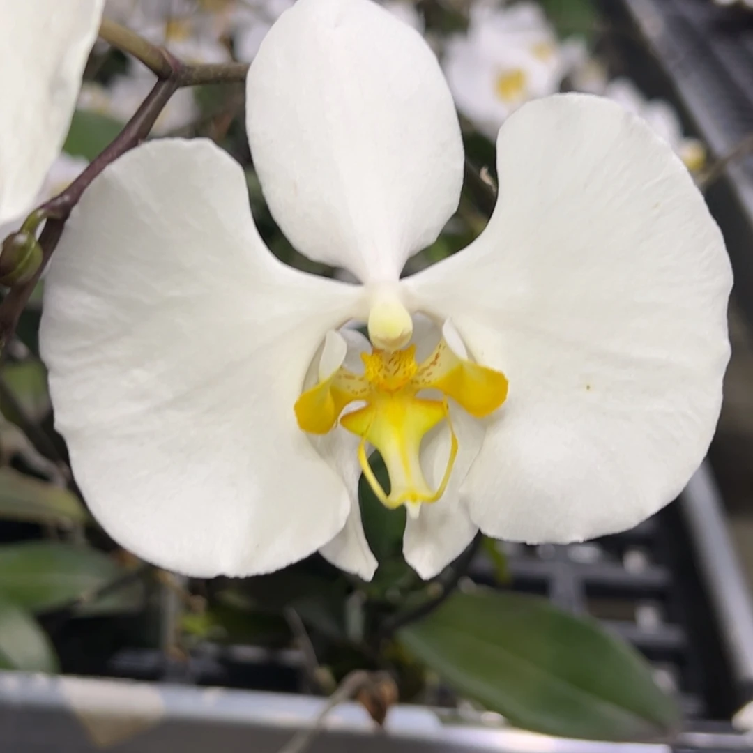 完全开放l361苏拉威西阿嬷