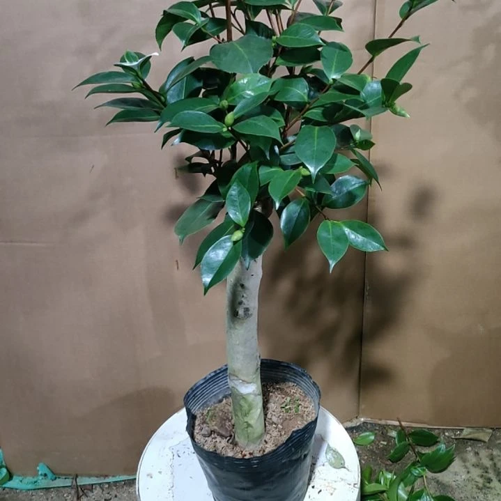 671三色依恋，原盆原土发货，不包邮