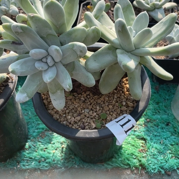 *****111号拇指多肉植物