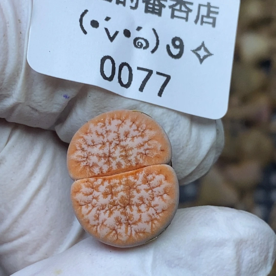 0077零下拍保温.18包邮.当天凑哦