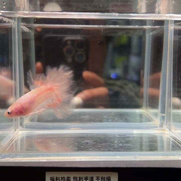 斗鱼别致竞拍26日43