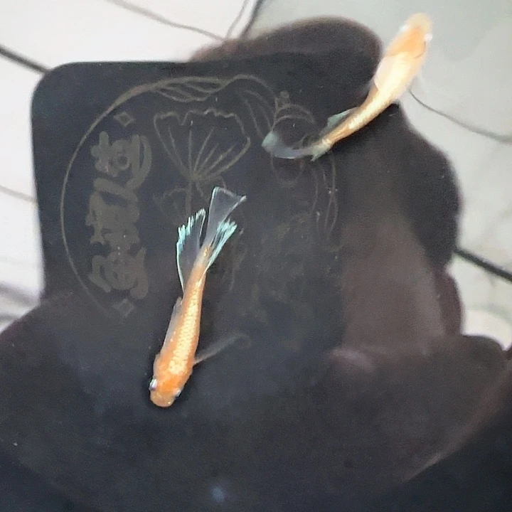 青鳉鱼极上种鱼品质真长林血一对