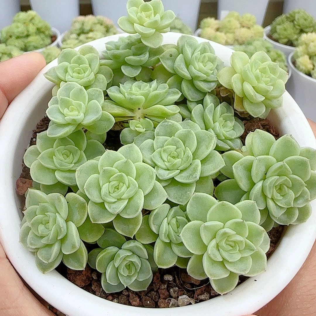 【闪购商品】0926-22（圆脸优选麦杆