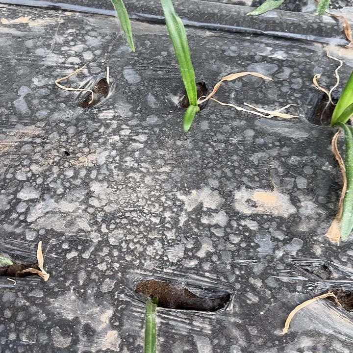 喜洋洋美羊羊花羊粉羊羊0.5-1厘米左右4颗