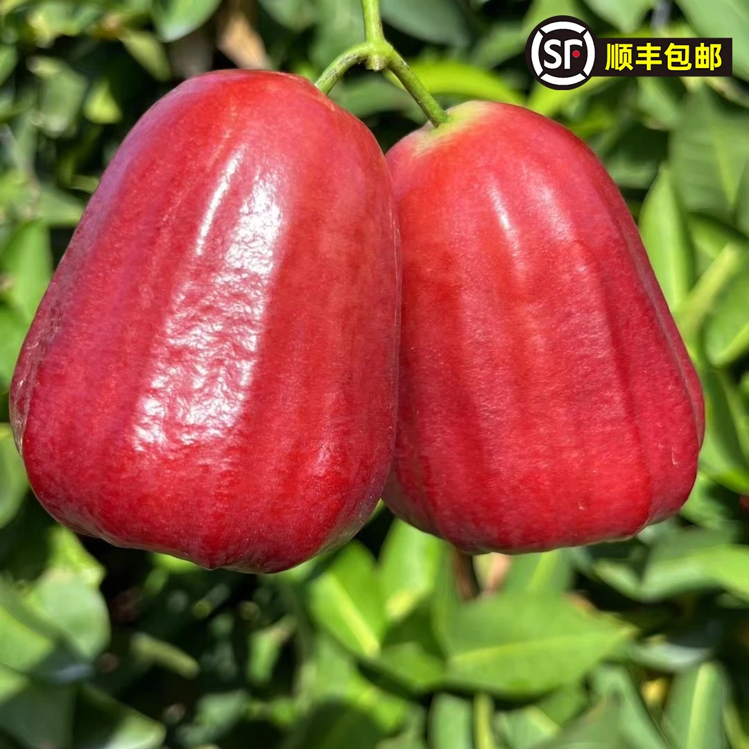 【春涧浅雨】海南黑金刚莲雾2斤6-8个