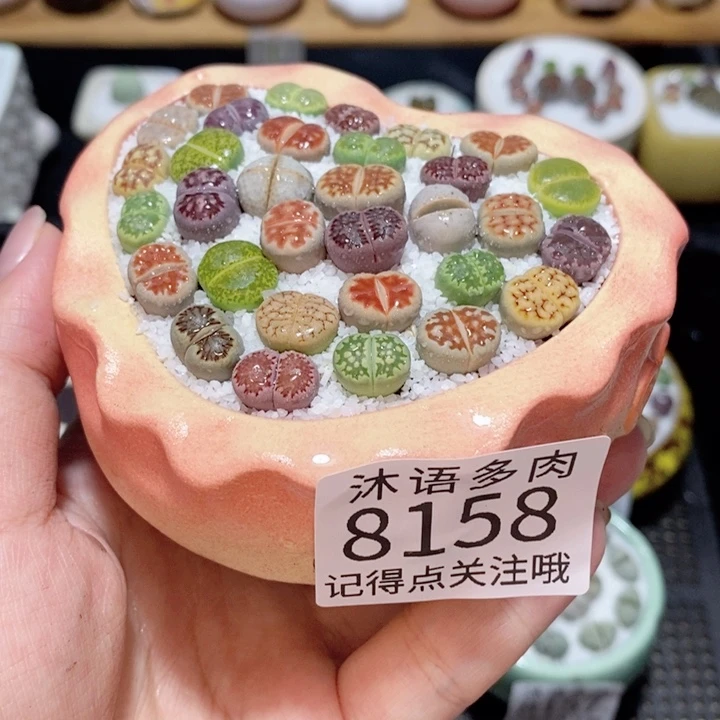 带盆土植物 精美盆栽8158