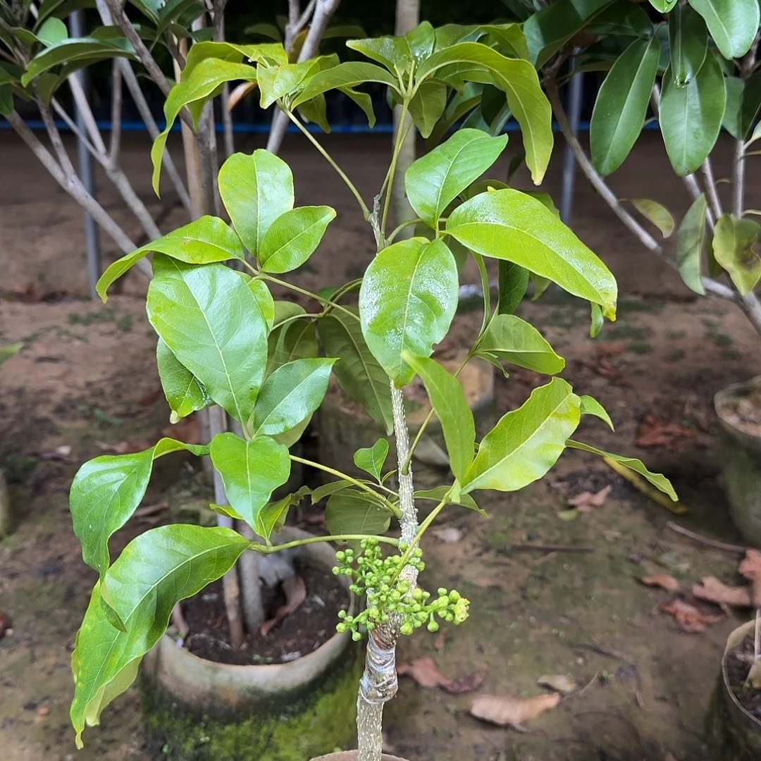 陈***勇当前无花栽培后可以开花状元红