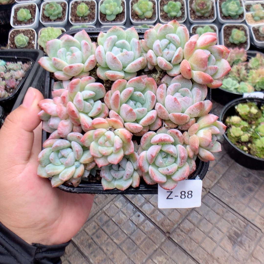 无花朵Z88英语英语