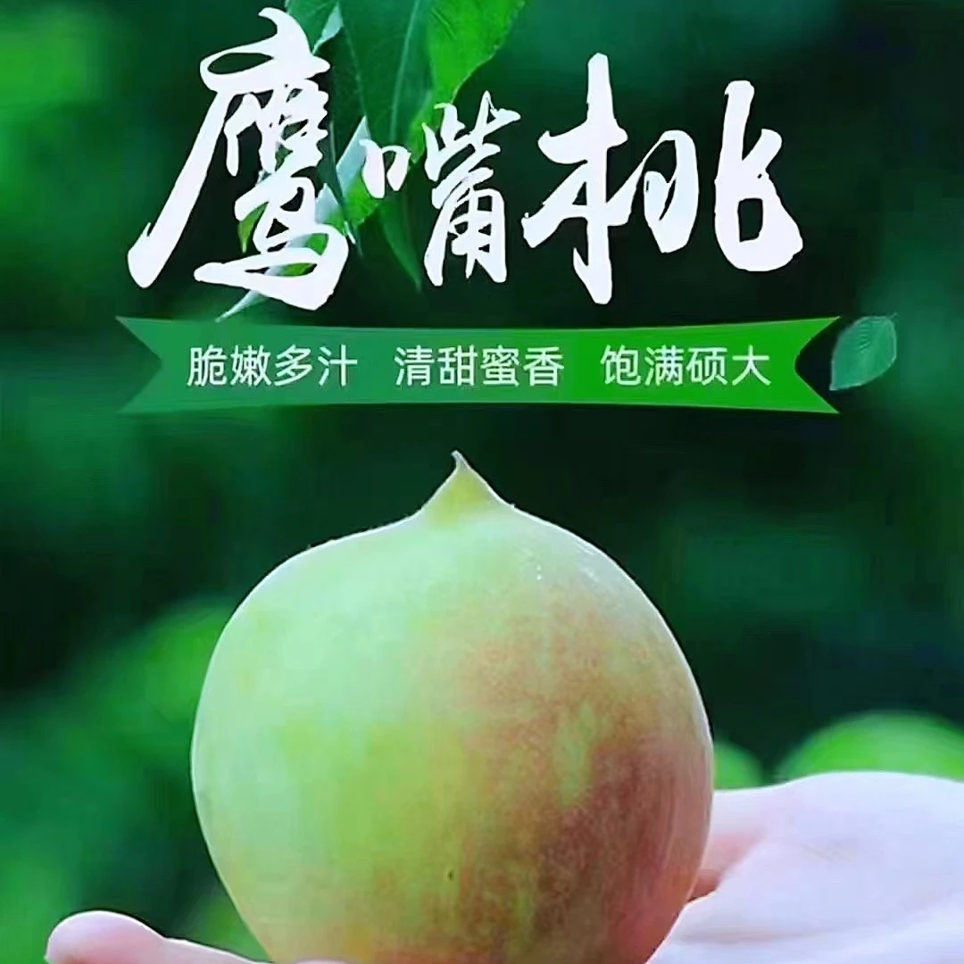 正宗鹰嘴蜜桃新鲜现摘现发脆甜爽口当季水果整箱包邮
