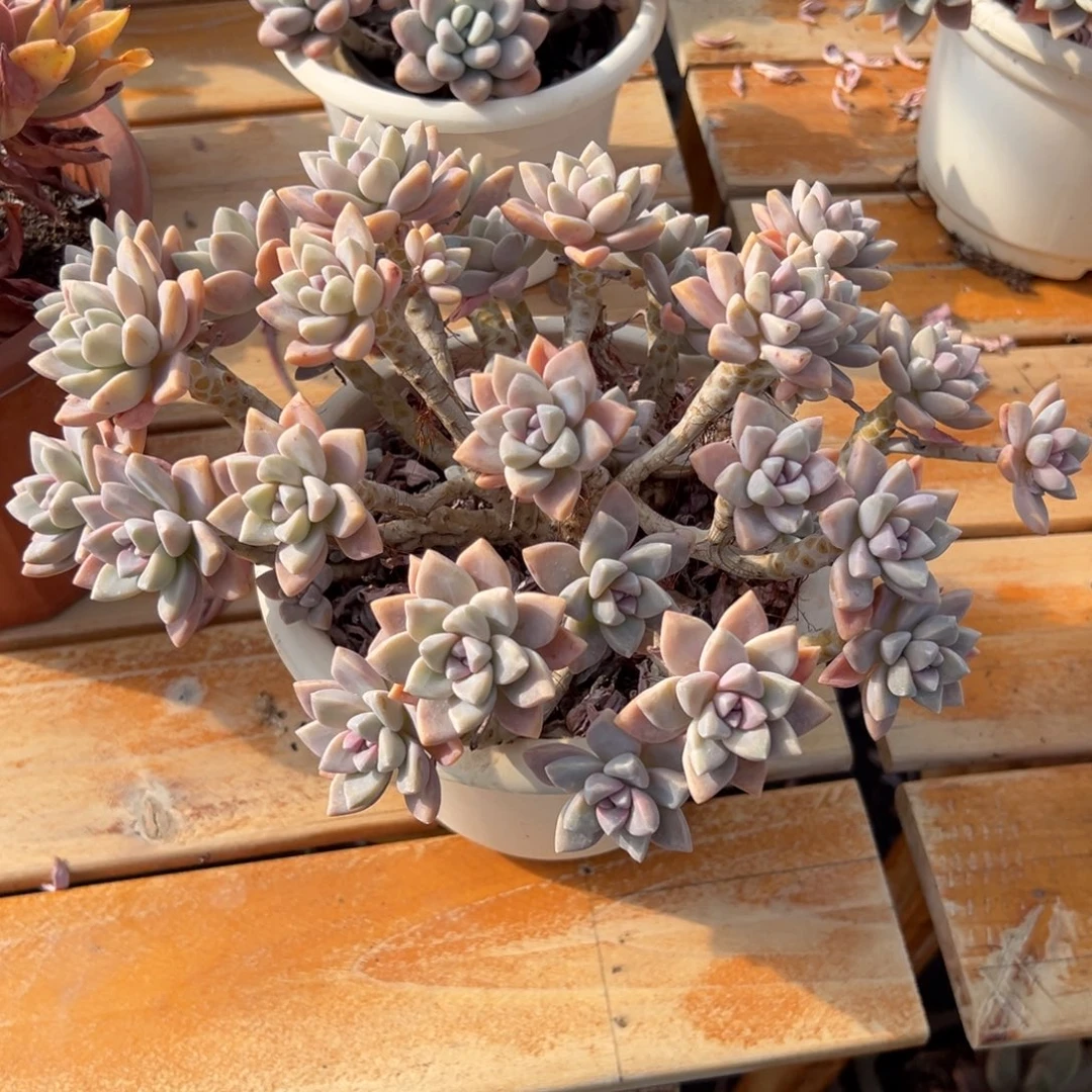 多肉淡雪朵朵【非偏远地区满18包邮】