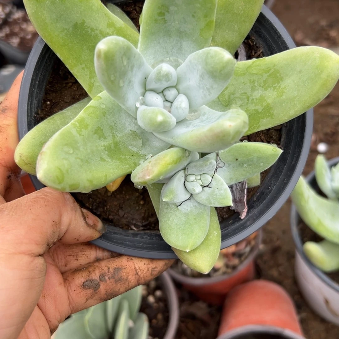 多肉植物植物植物营养液