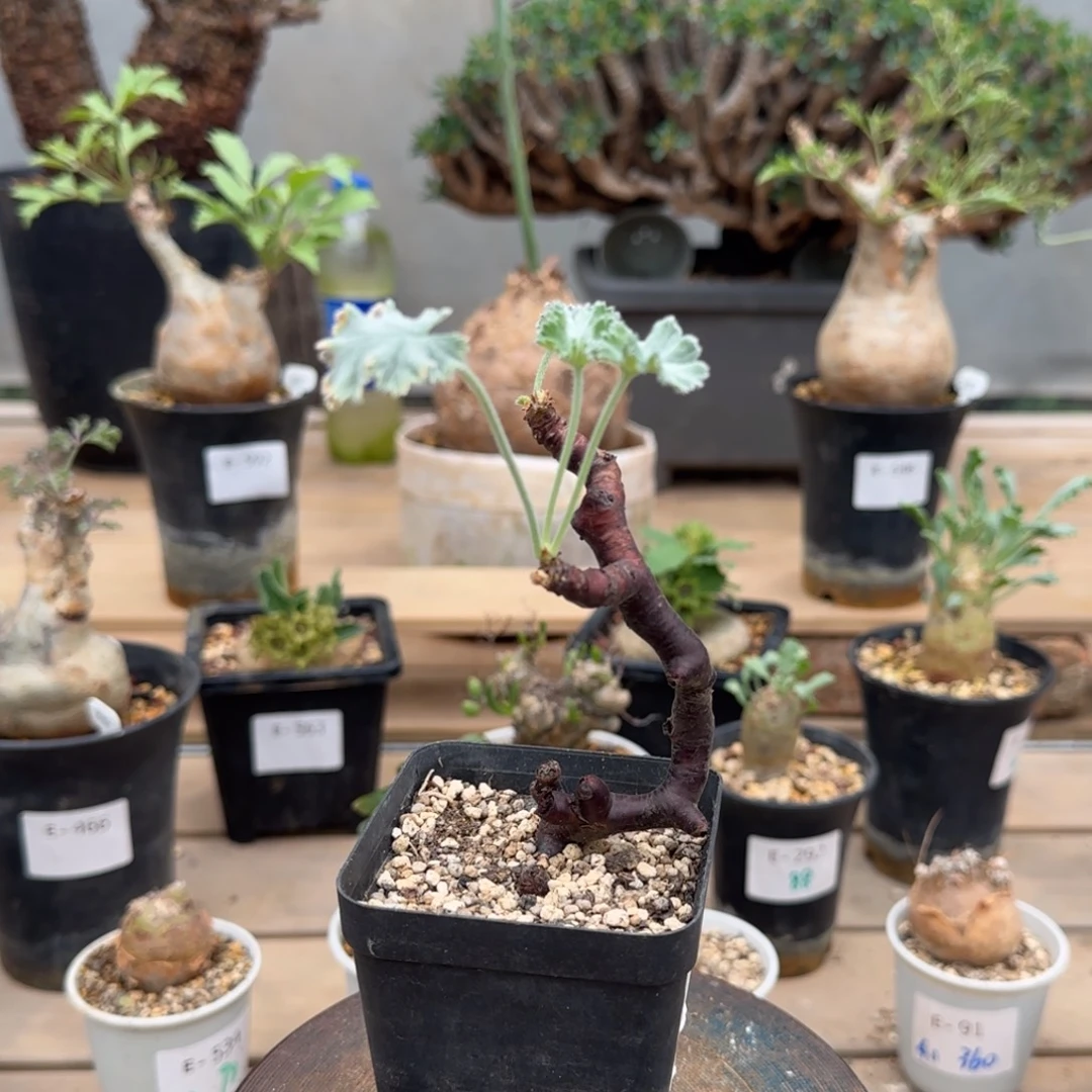 254枝干洋葵块根植物