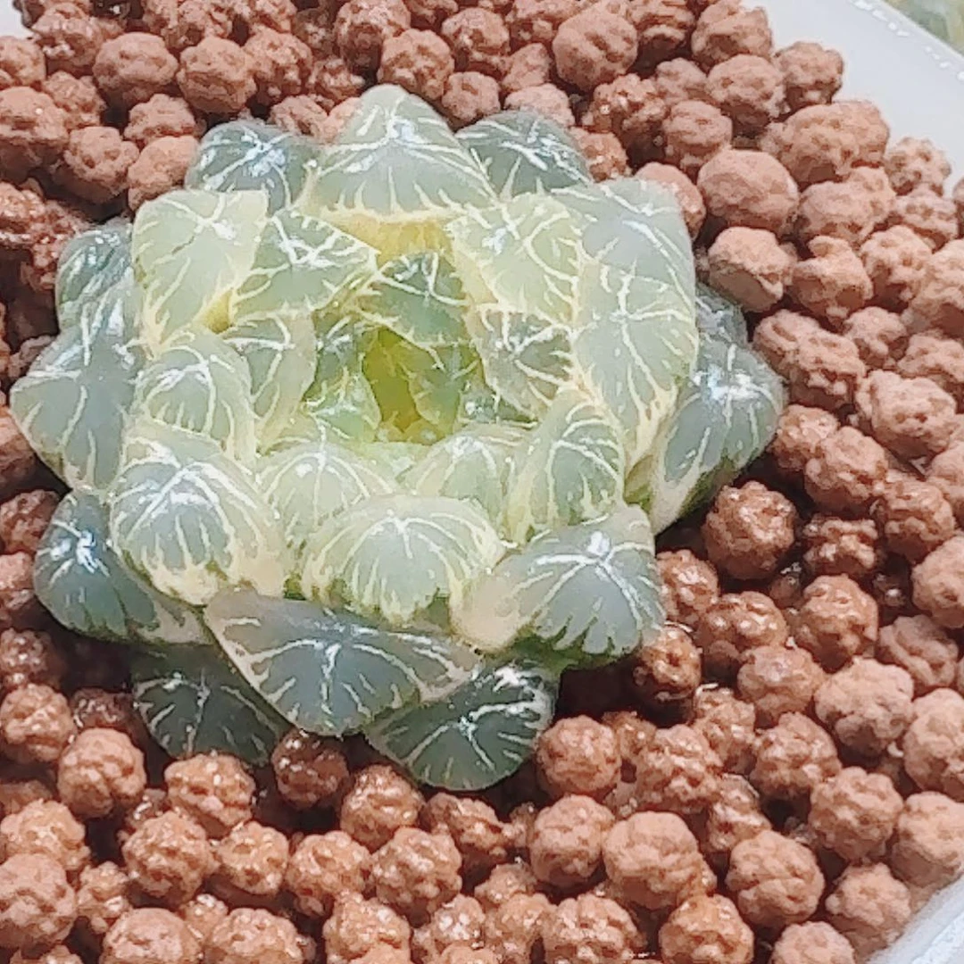 无花朵十二卷实生冰灯锦