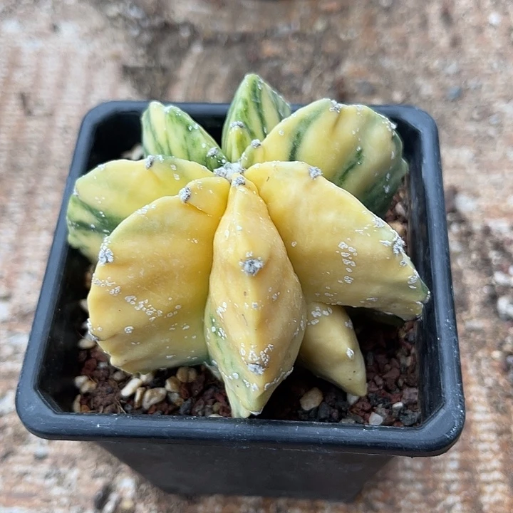 无花朵交友鸾凤玉锦一物一拍