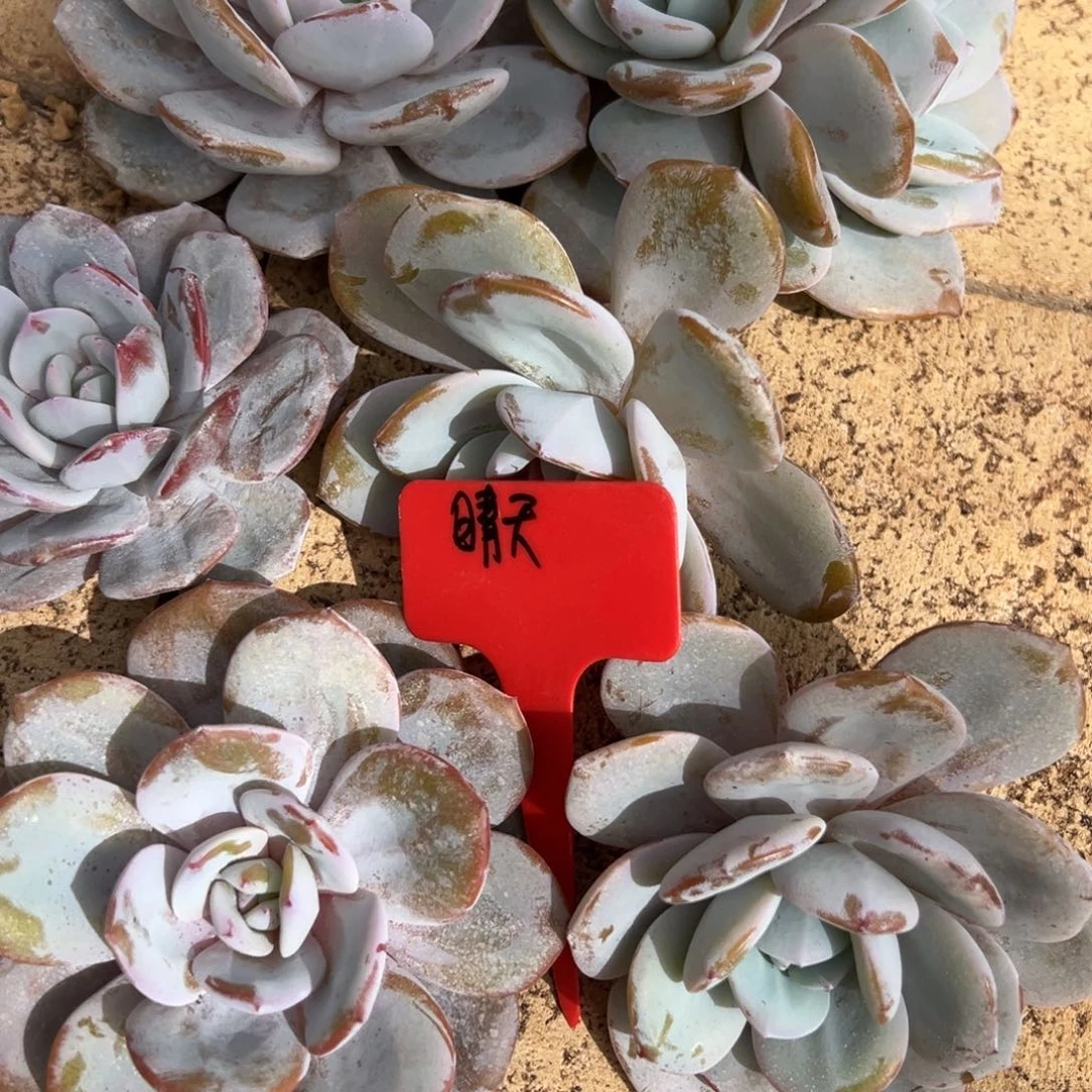 晴***到我是花卉专用车小孩你