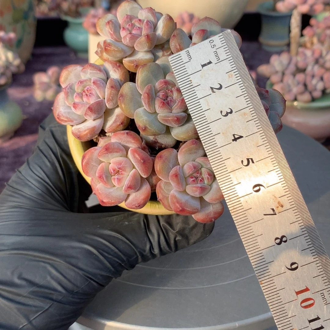 10颗不带盆偏远的不包邮的3公分