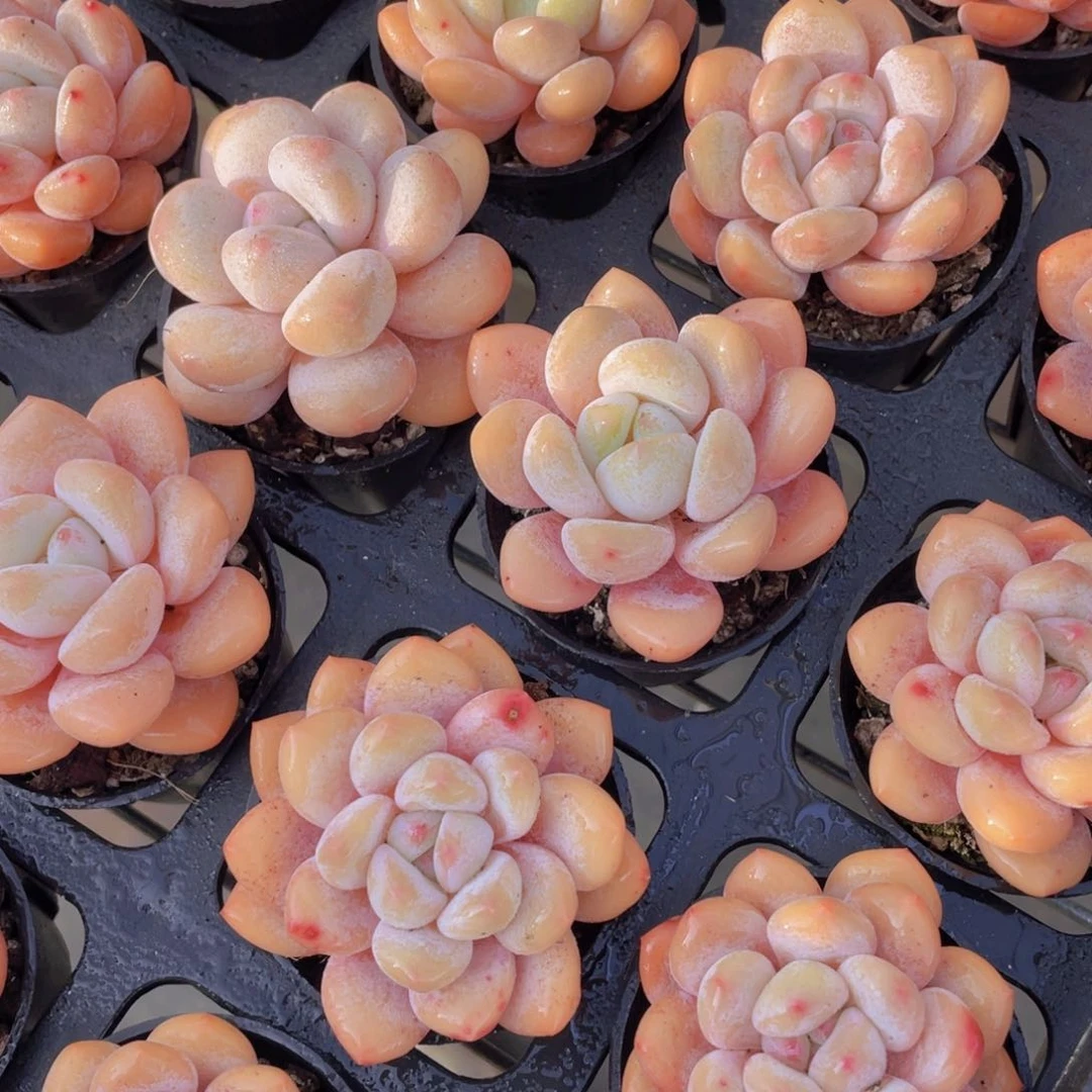 214号奶油全状态玛丽单头两个