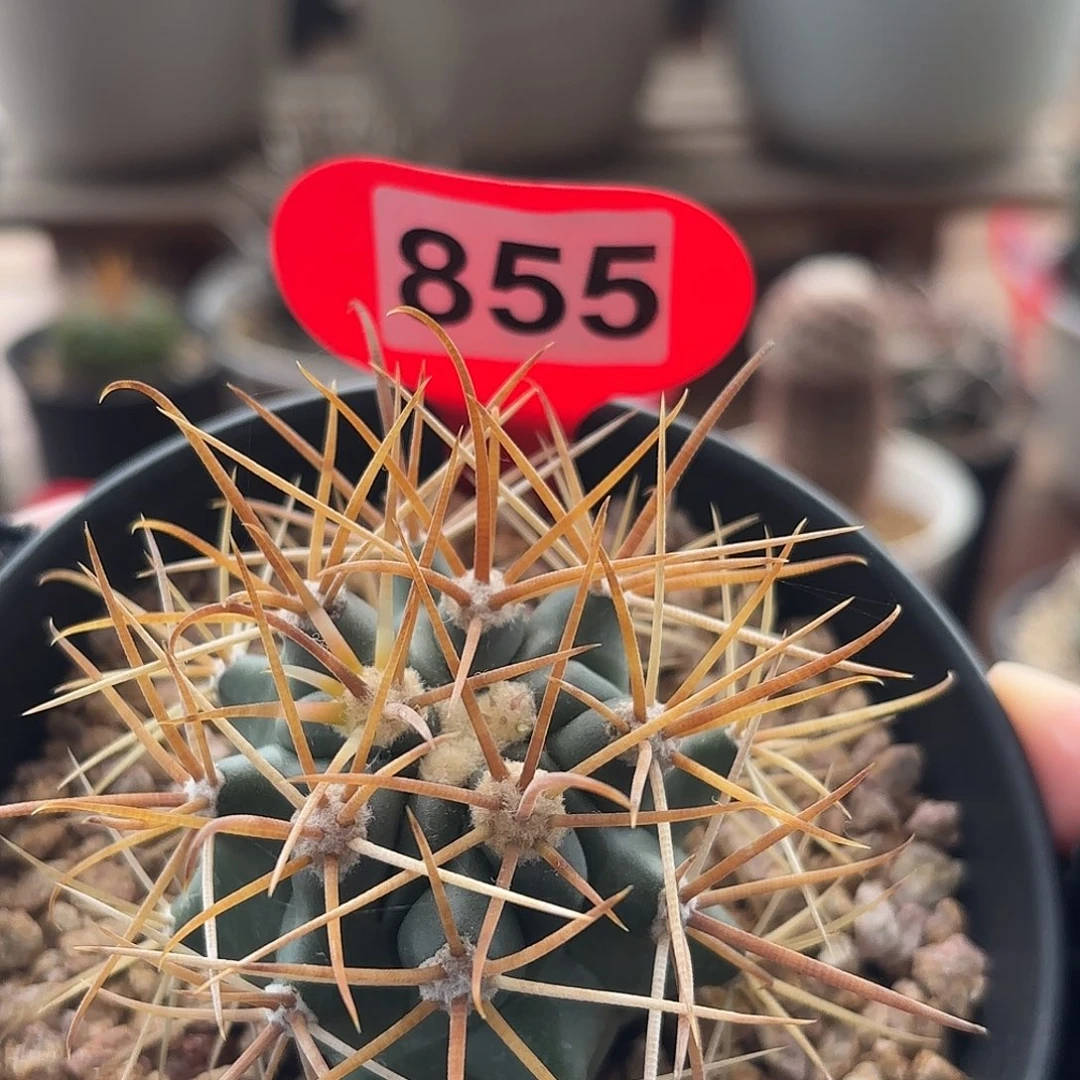 仙人球实生金刺金冠龙