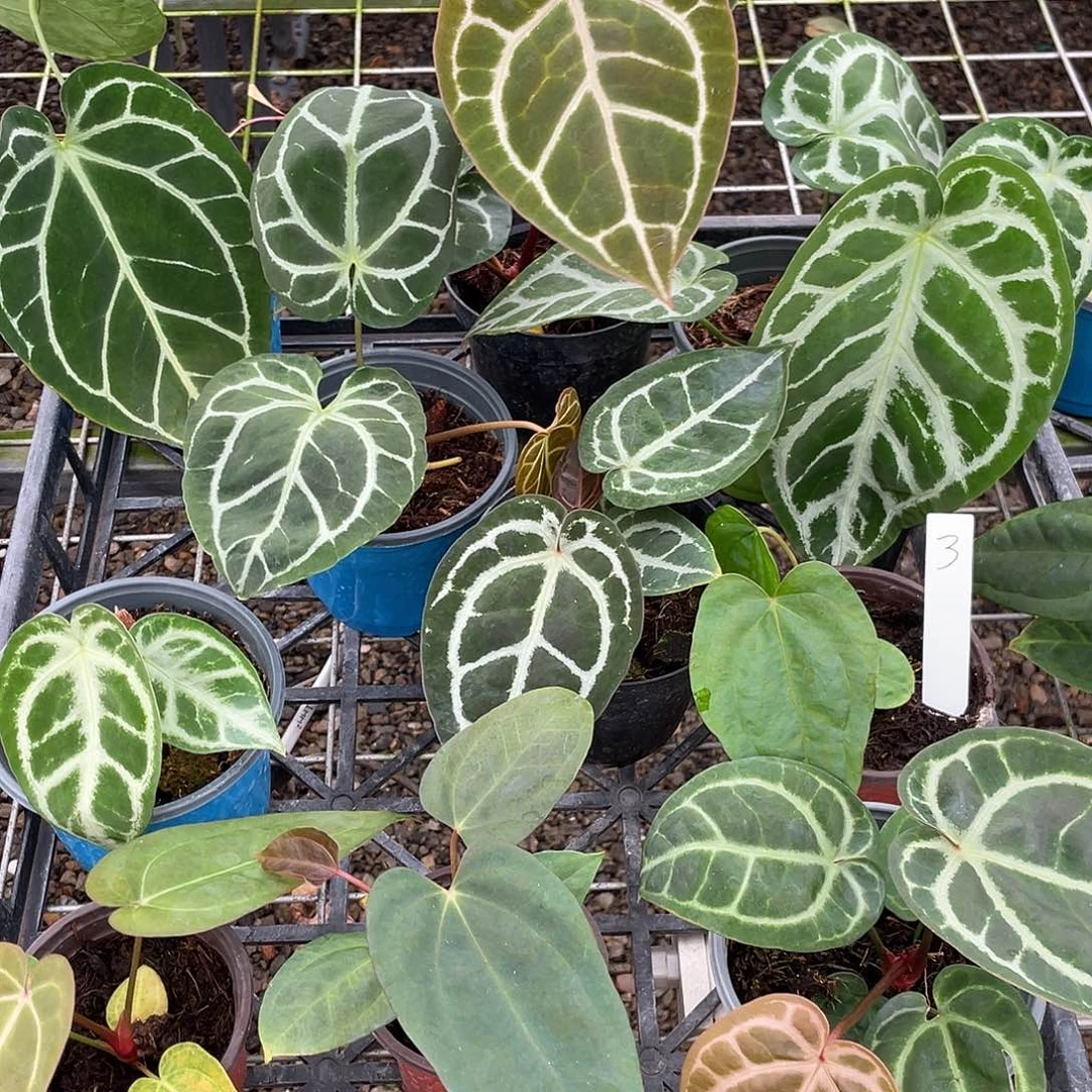 完全开放杂交10颗脱土发不包叶损，一物一拍3号