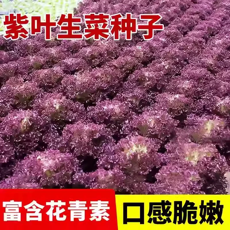 供销[全店5件包邮] 奶油蔬菜紫生菜紫包菜种籽美国大速生种子阳台