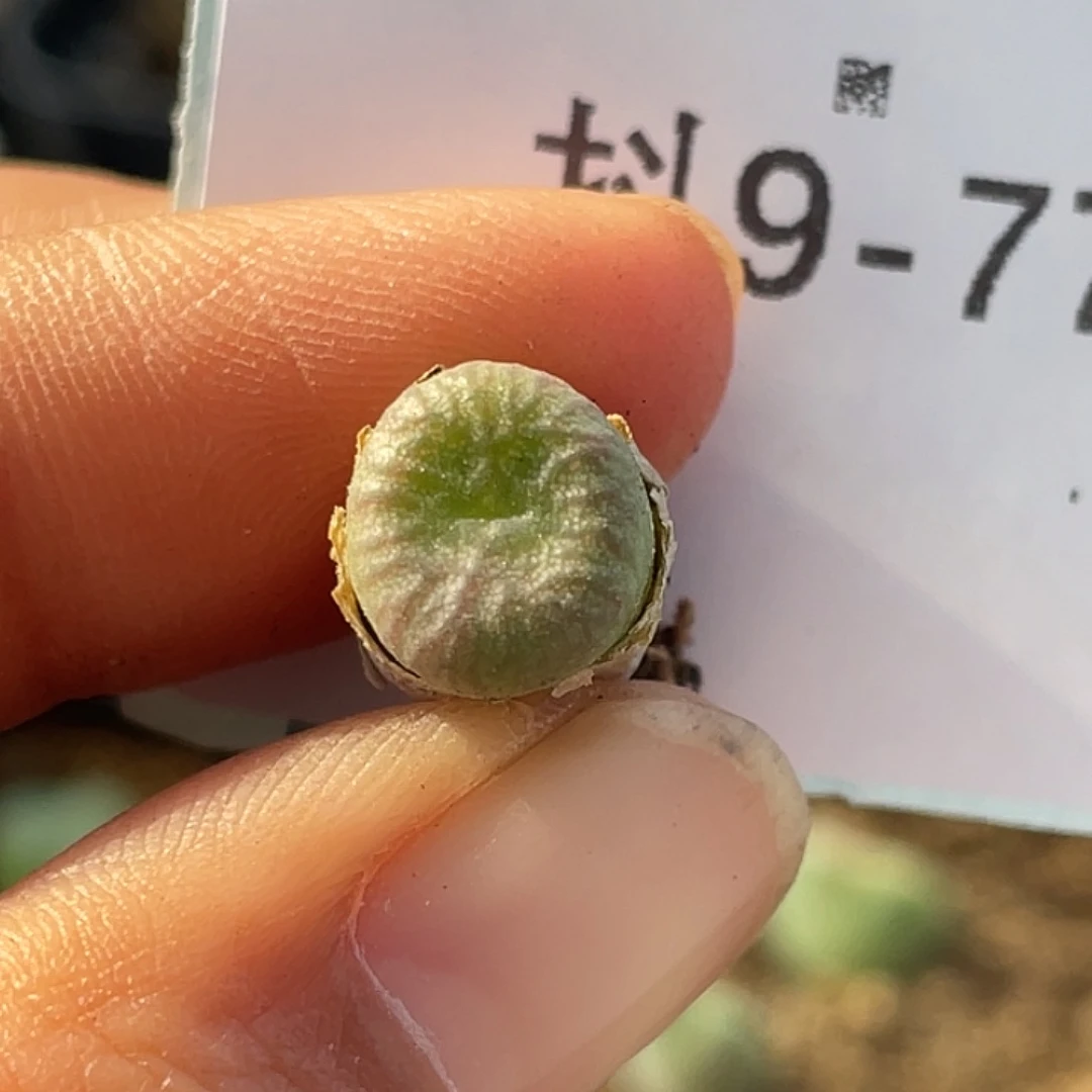 9-77送奶杂多肉植物