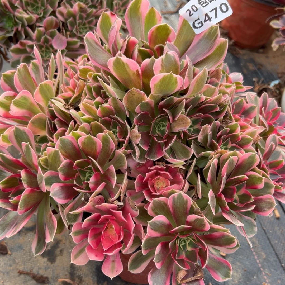 470妖月，多肉多肉法师