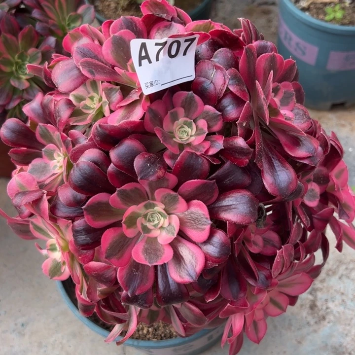 707美杜莎朵朵25厘米左右