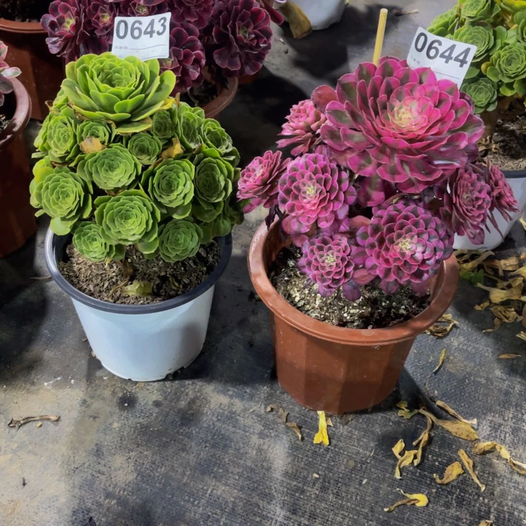 忘*草组合0643共同白0644带土球