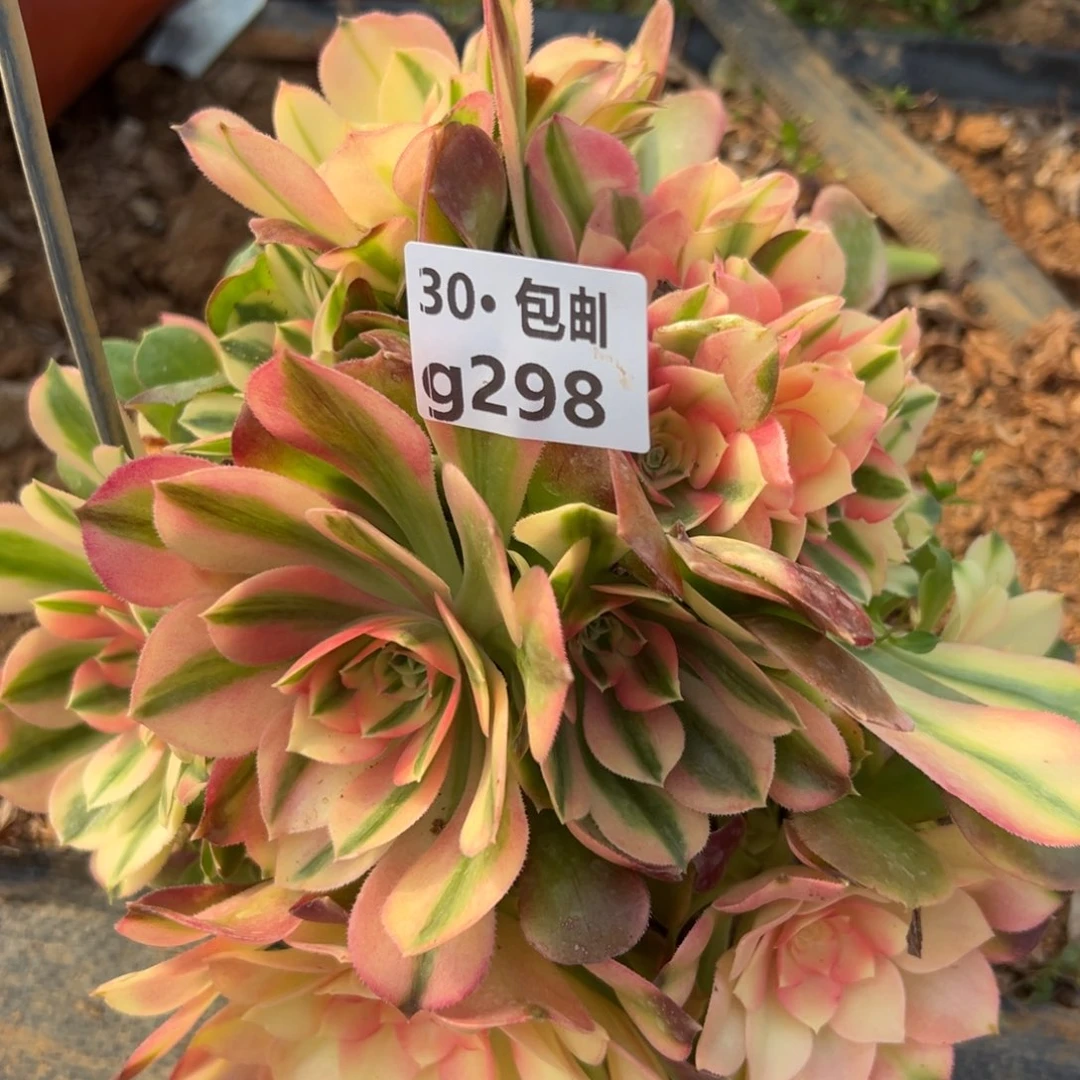 298香妃多肉法师