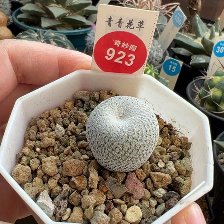 实生伊朗丸2.5cm一棵仙人球