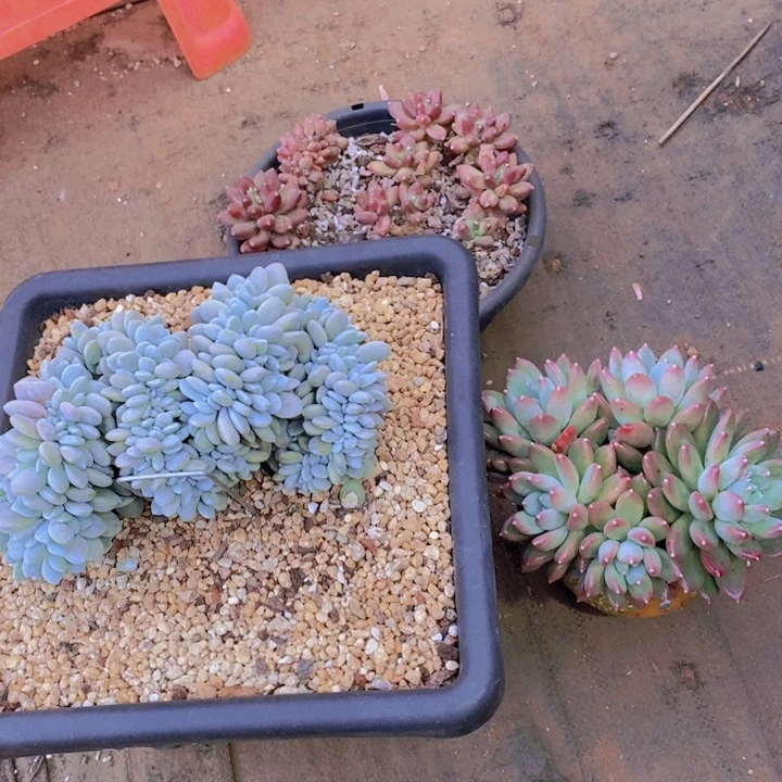 风**人在家里面吃饭来么