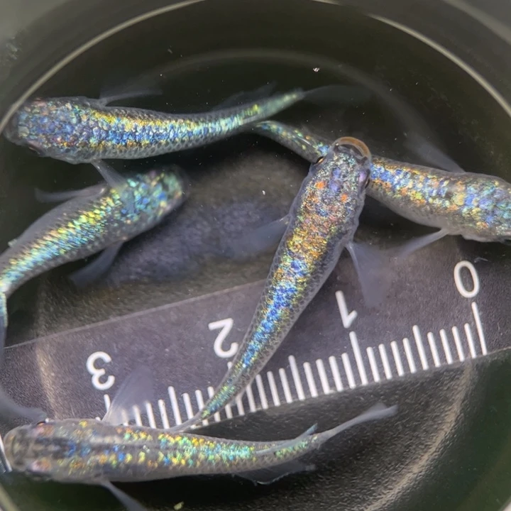 海水鱼海王星18号