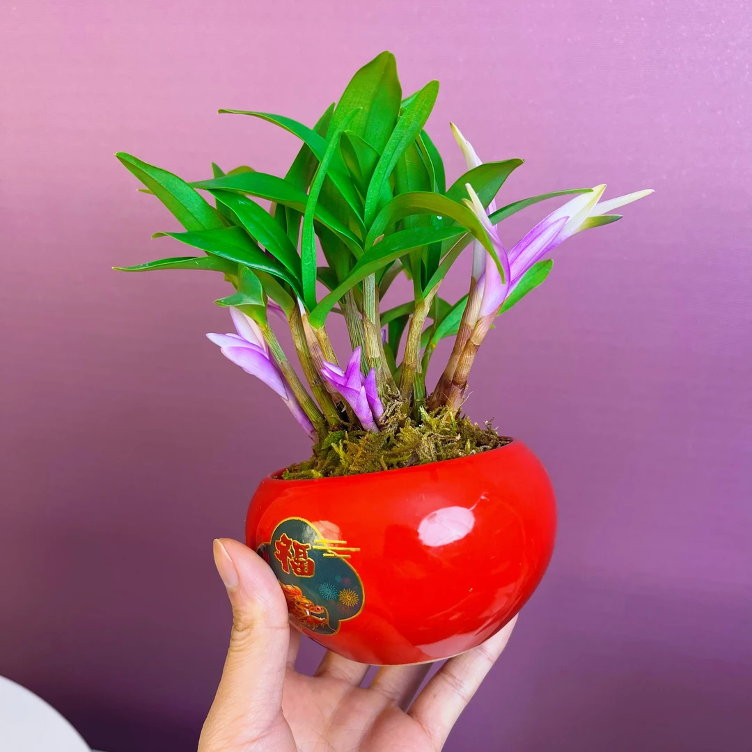 【带彩艺】紫霞石斛兰花四季开好养绿植浓香型改善睡眠绿植净化空气