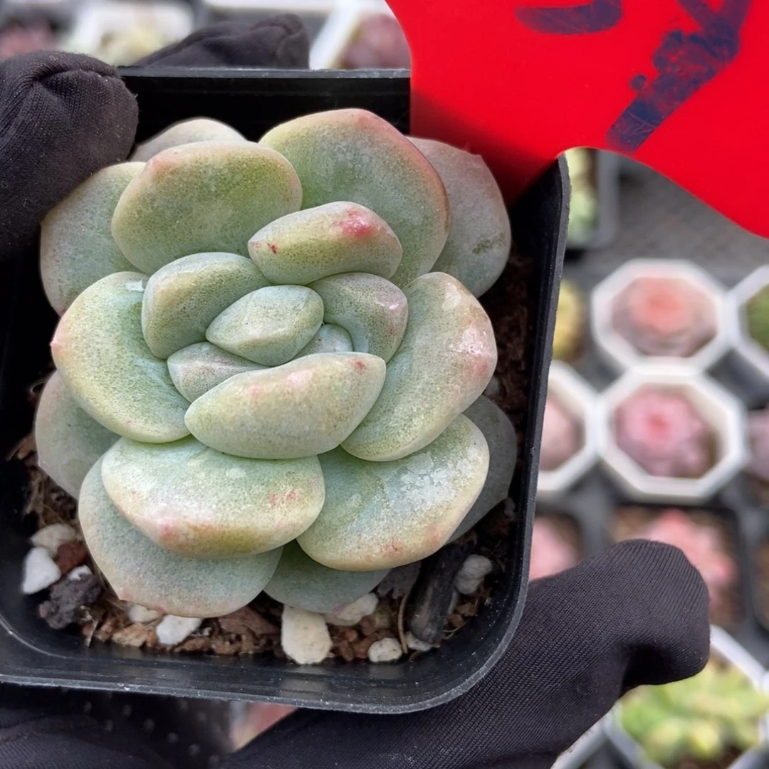 839冰玉石化多肉植物保护