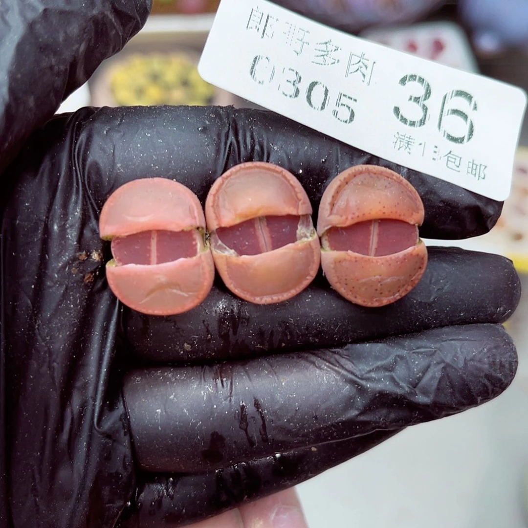 郎哥多肉生石花5-35