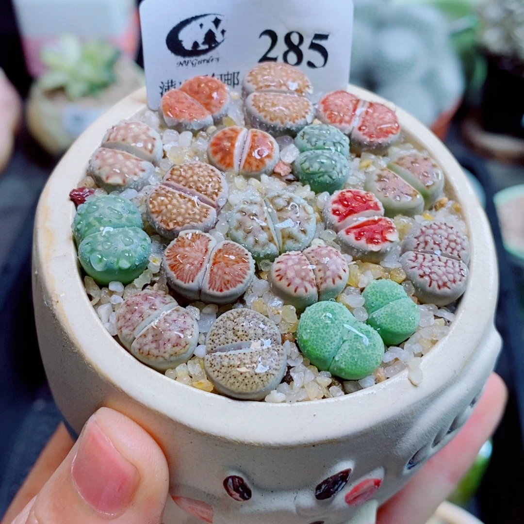 生石花花花花花花花花285