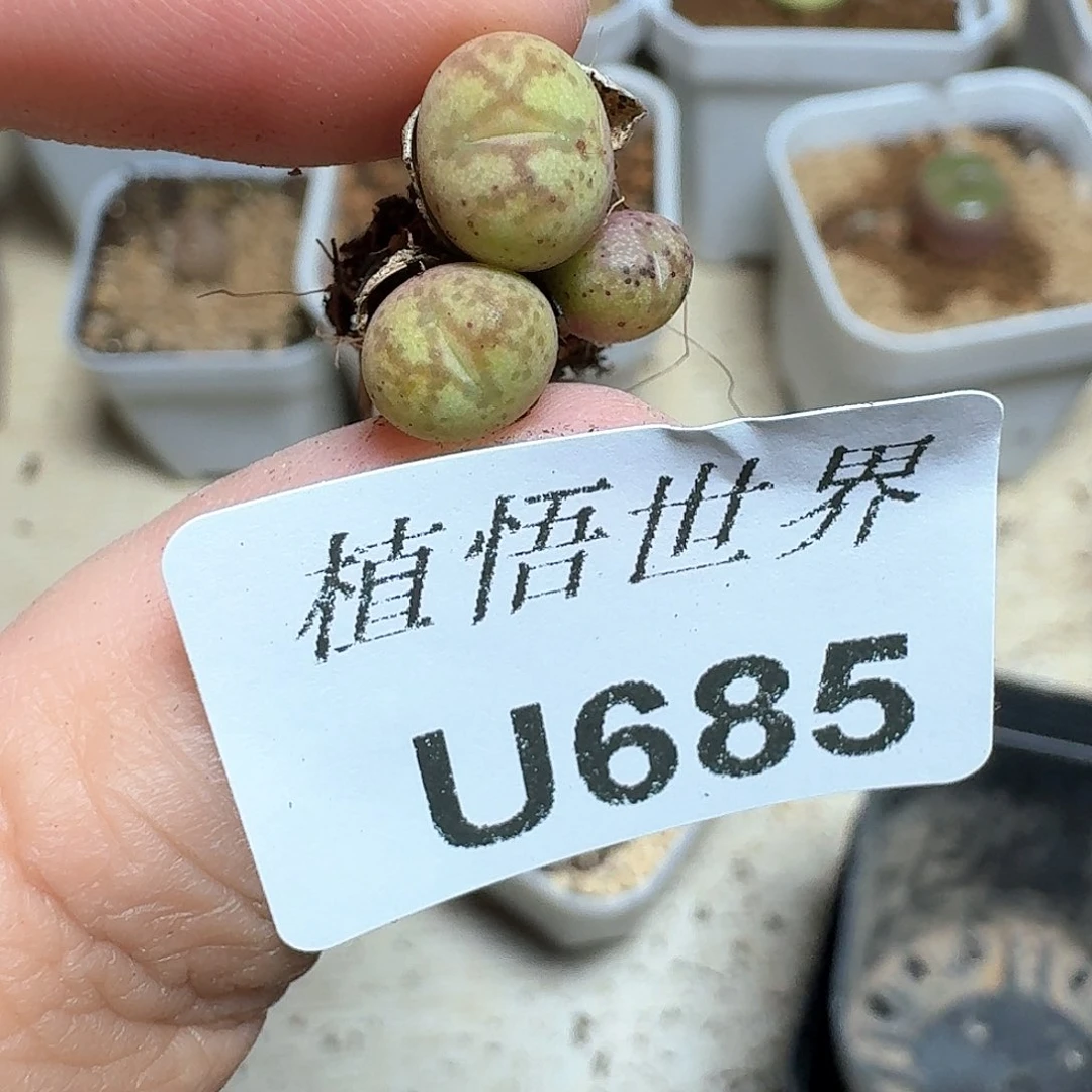 685盒多肉植物哇c g