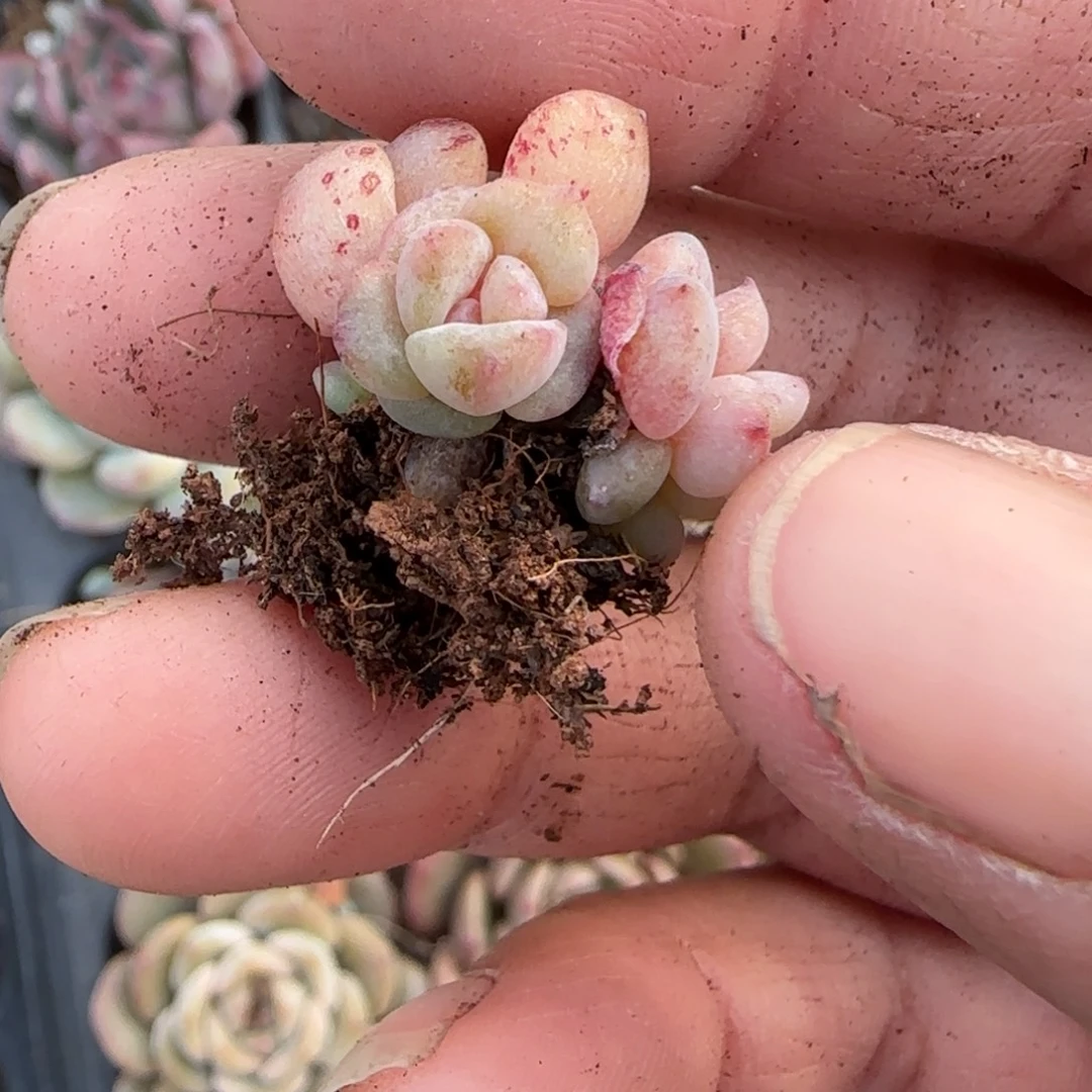 糖***i多肉小卡拉米糖心一物一拍