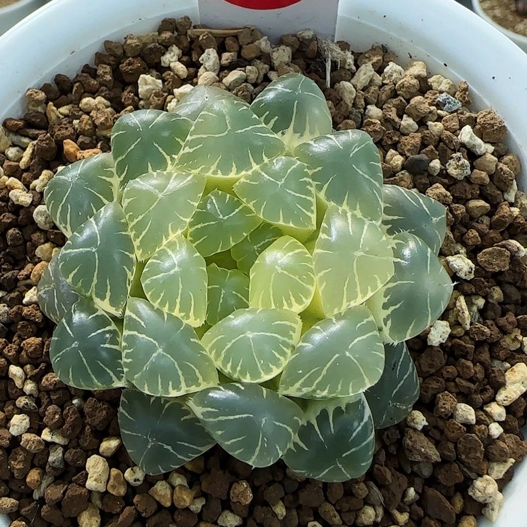 615号糊斑湖水5.2左右一物一拍带盆土