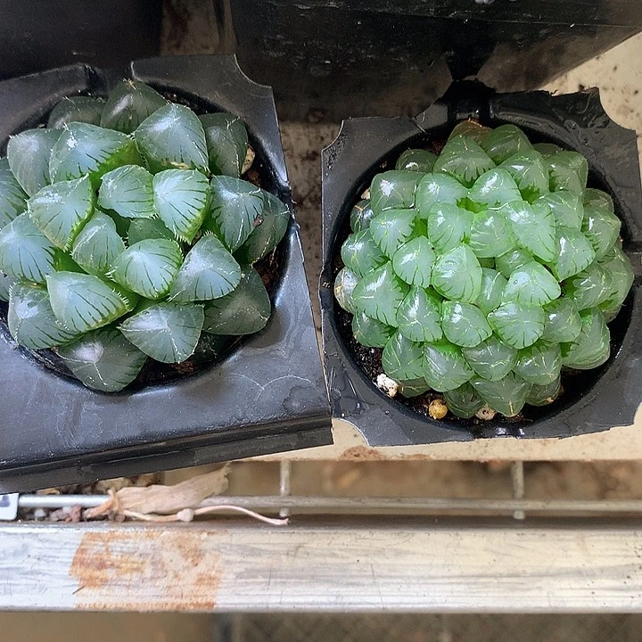 两穴盘带盆带土发货包邮