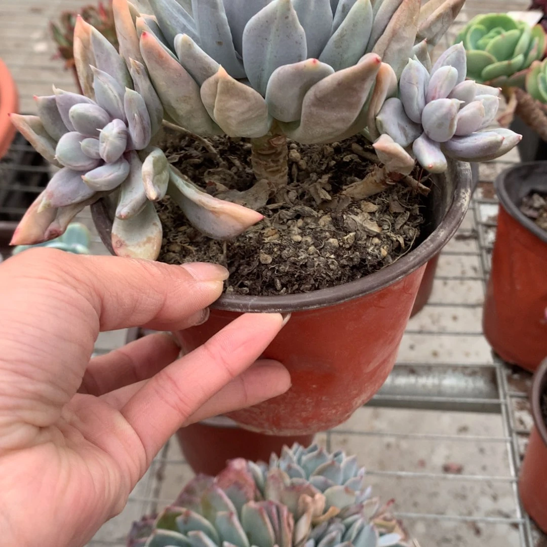 男****享白雪公主三头多肉植物