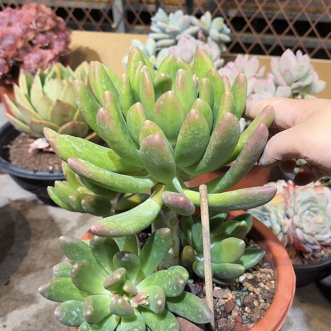 同温层多肉金蝉458