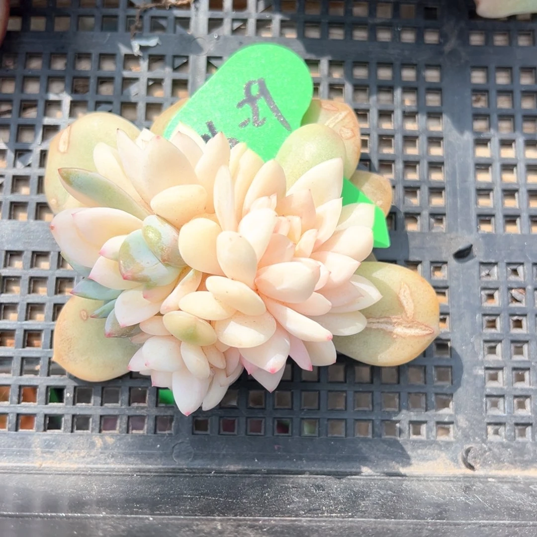 L****82.16.29星影锦