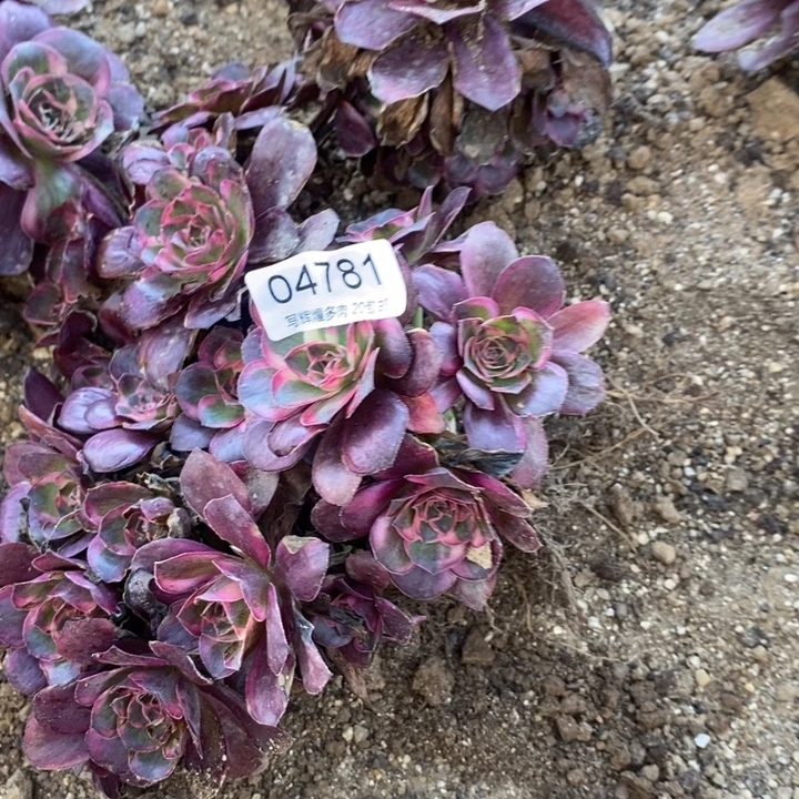 04781魅金玫瑰金多肉植物