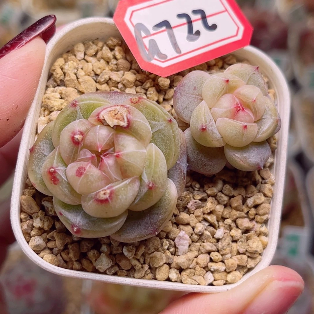 G722一物一拍 碧琉璃微瑕