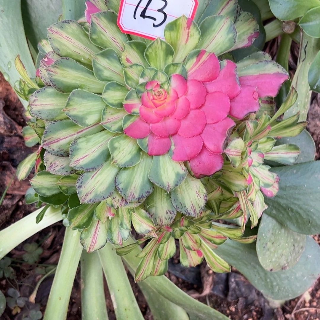 精品多肉植物123知否