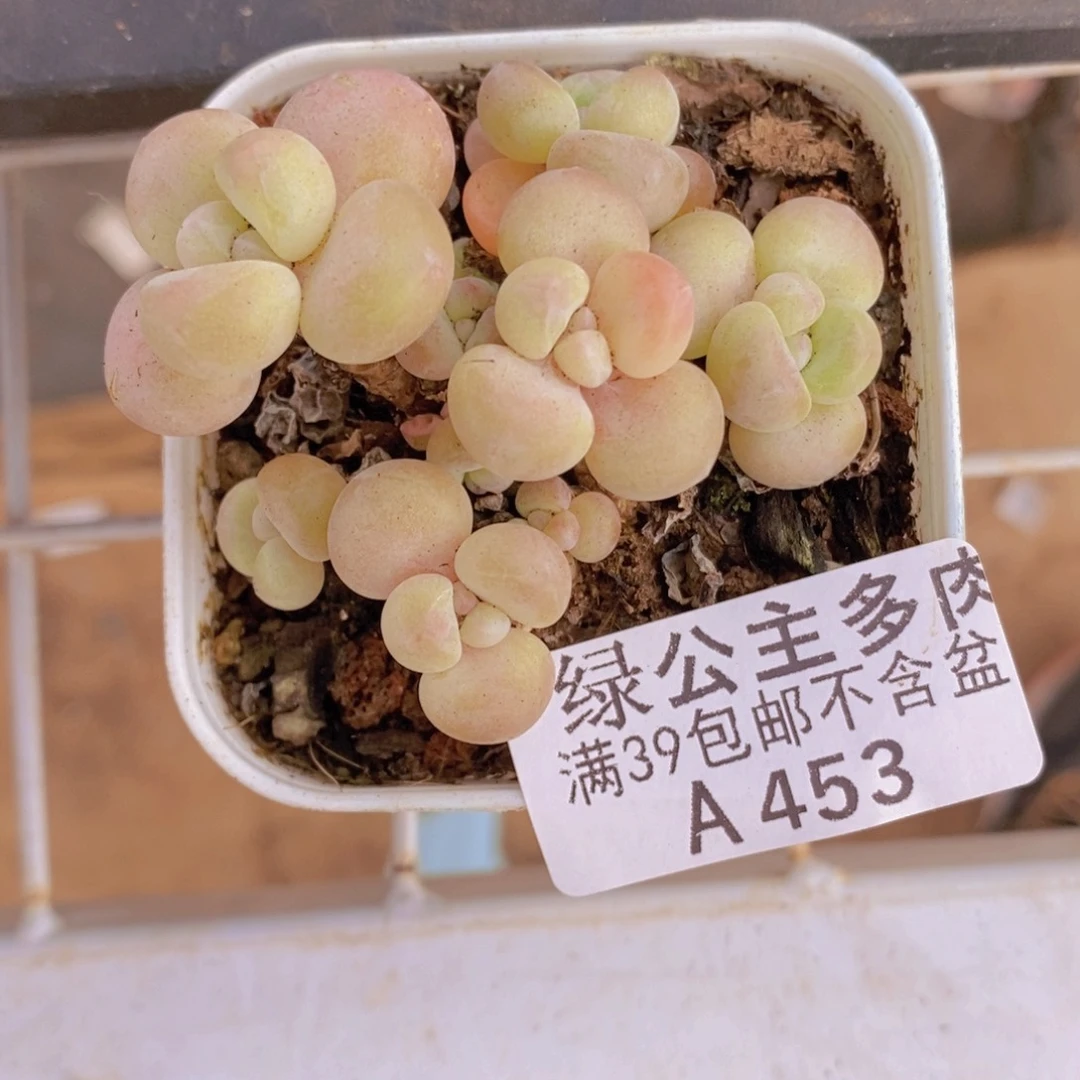 萤火虫5cm453多肉酱