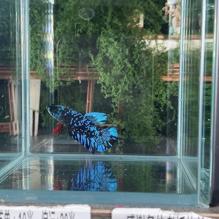 斗鱼活体不退不换谢谢