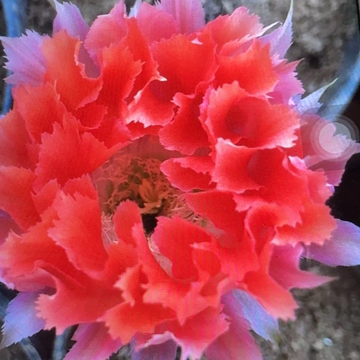 凤七侧芽4公分左右彩草
